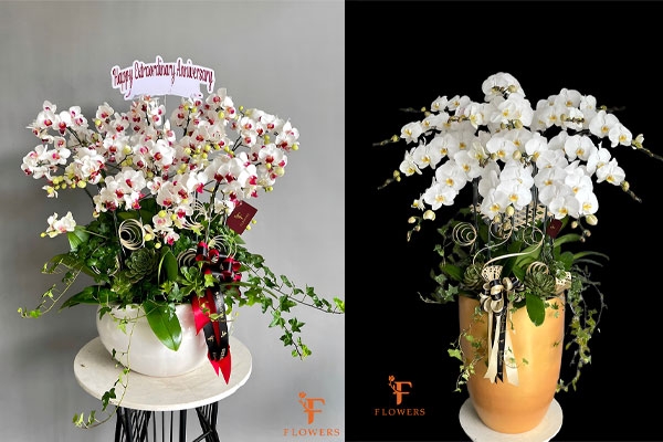 Ý nghĩa của Hoa lan hồ điệp trắng - món quà tinh tế cho dịp tết 2024