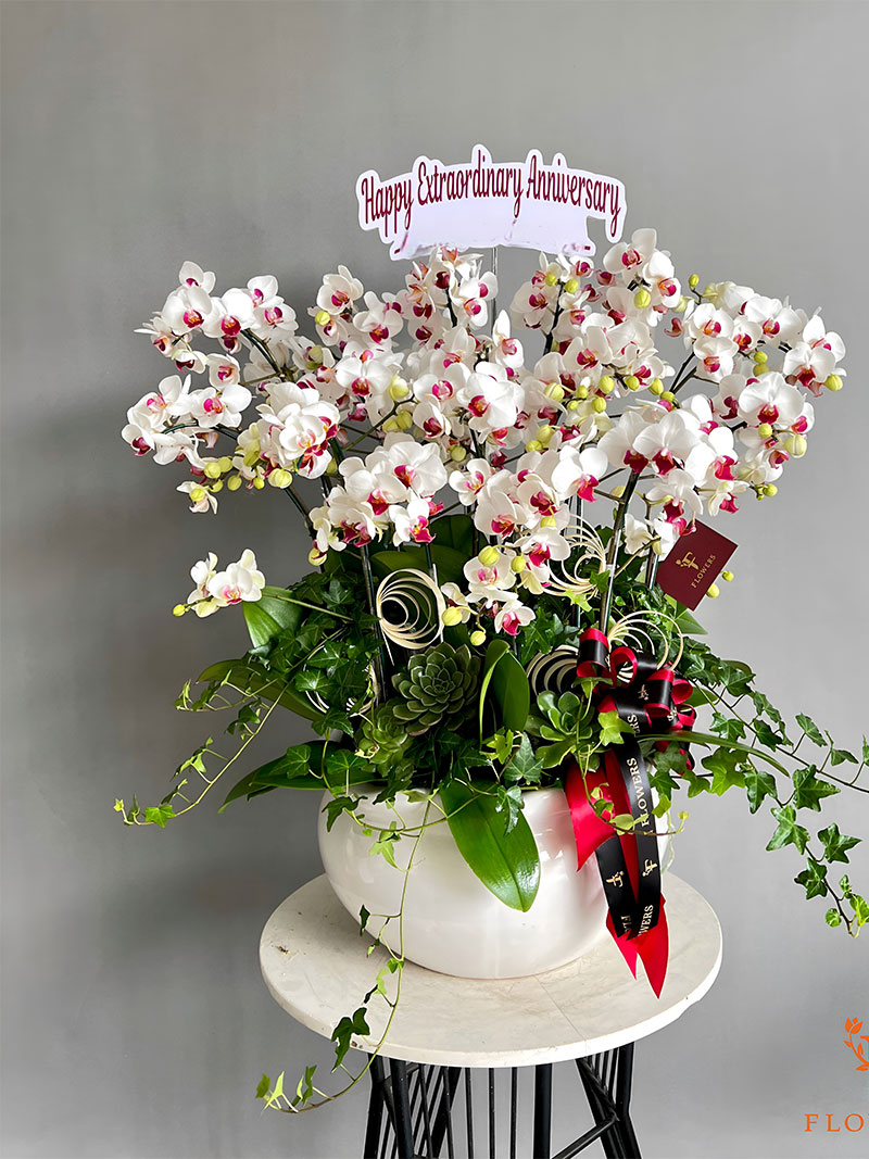 Ý nghĩa của Hoa lan hồ điệp trắng - món quà tinh tế cho dịp tết 2024