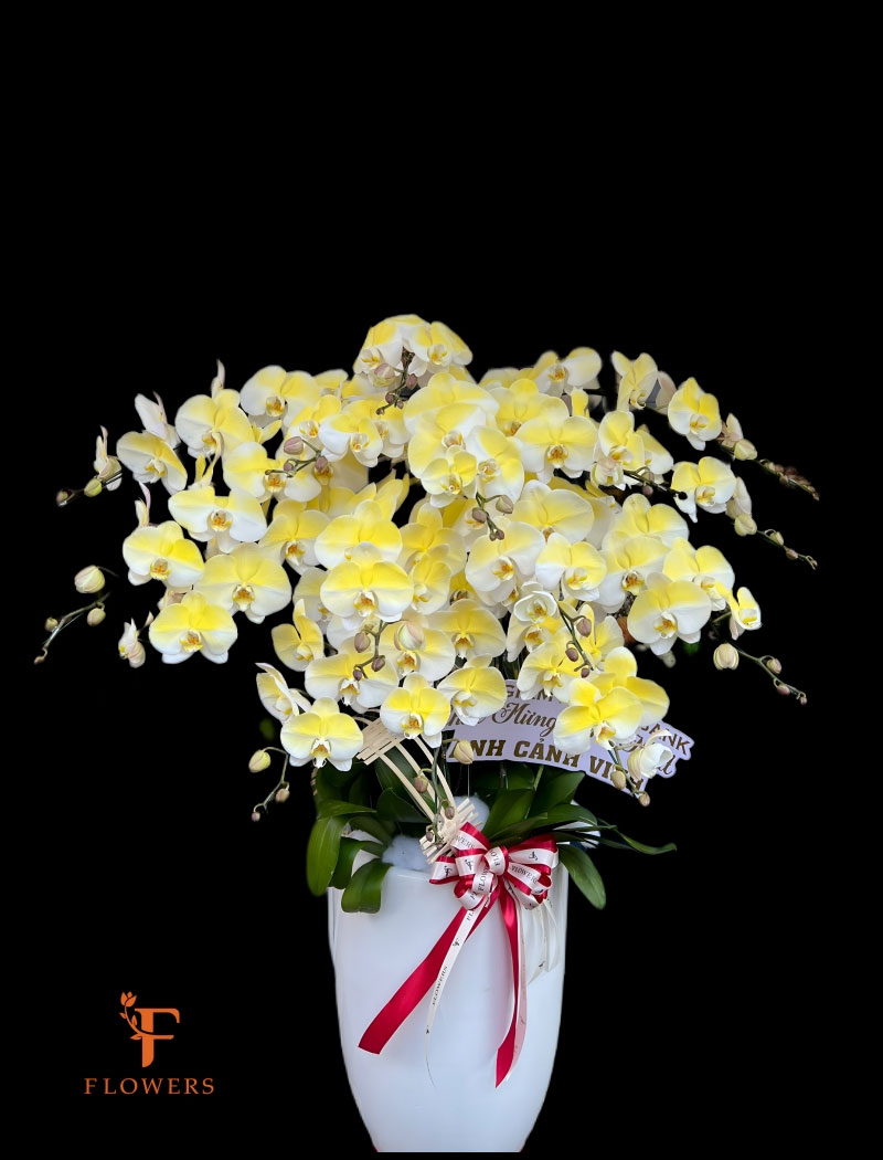 Ý nghĩa phong thủy chậu hoa lan hồ điệp tặng Tết tại Shop hoa quận 7