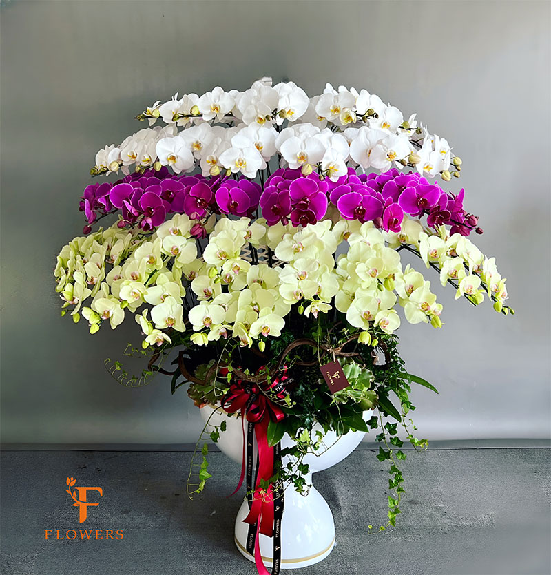 Lưu ý khi tặng lan hồ điệp và ý nghĩa số cành hoa | Shop hoa quận 7