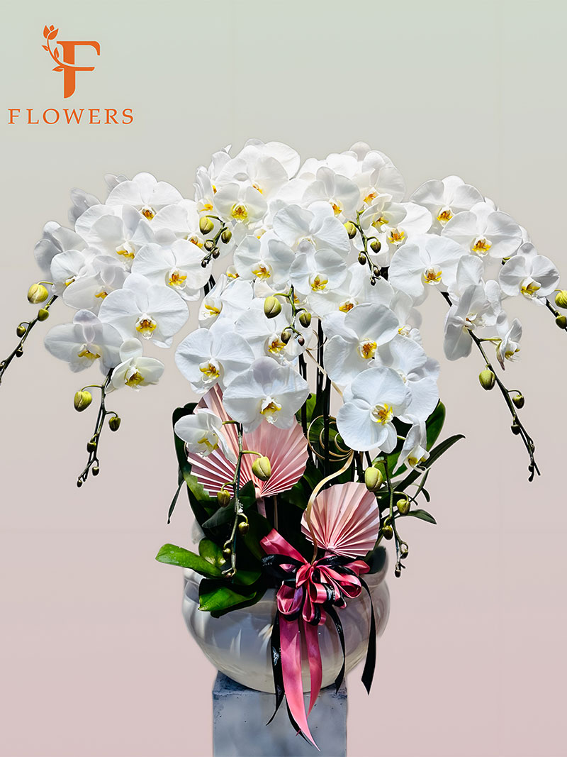 Lưu ý khi tặng lan hồ điệp và ý nghĩa số cành hoa | Shop hoa quận 7